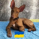 Profile Picture of Douglas Reilly (@oski93) on Instagram