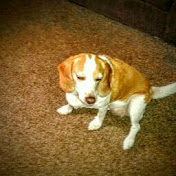 Profile Picture of David Foster (@davidfoster2326) on Youtube