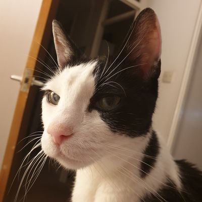 Profile Picture of Richard Andrews (@bandyslake) on Twitter