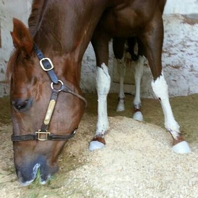 Profile Picture of Pat Jarvis (@pjarvisracings1) on Twitter