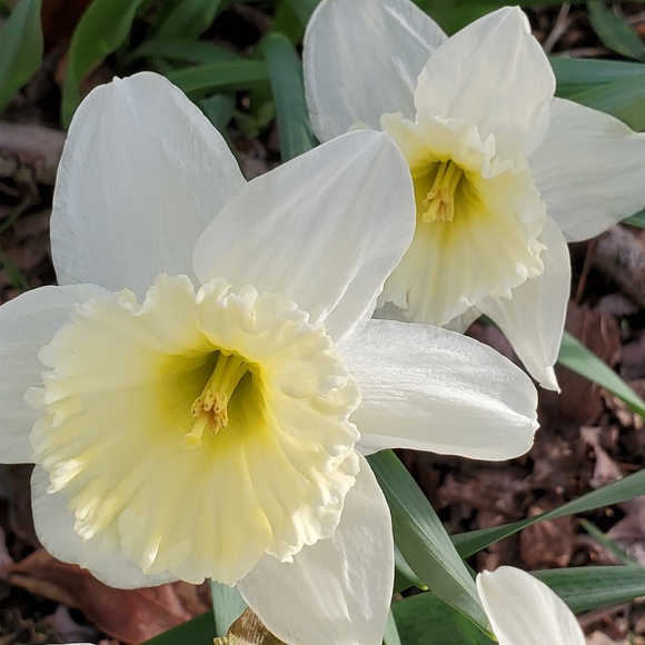 Profile Picture of Jean Foster (@fosterjean5560) on Poshmark