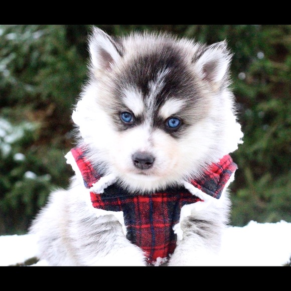 Profile Picture of Coco Johnson (@007bebe) on Poshmark