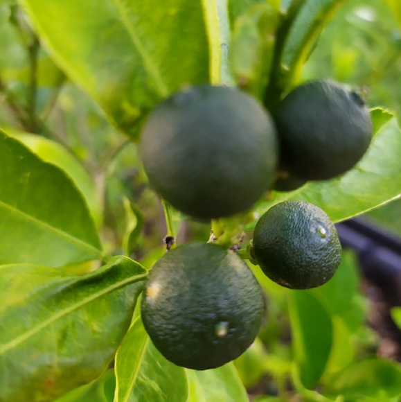 Profile Picture of Gil Lelis (@gillelis) on Poshmark