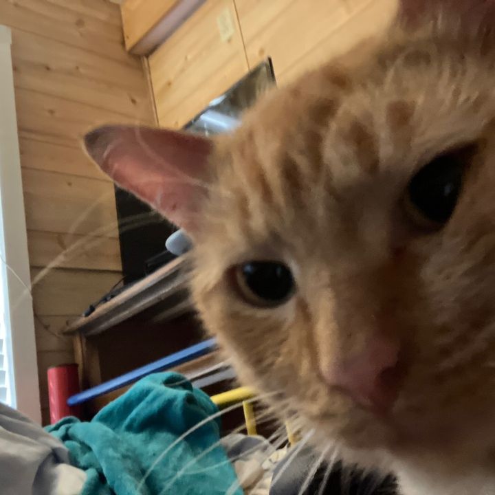 Profile Picture of Dean Capps (@bigfreelo) on Tiktok