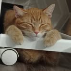 Lorina Kozák - Facebook Profile Picture of Lorina Kozák (@Lorina-Kozák) on Facebook