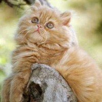 Profile Picture of Crystal Gavin (@crystal-gavin-6) on Quora