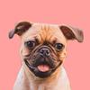 Profile Picture of Kevin Costello (@@thesnuggypuggy) on Tiktok