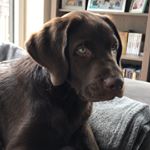 Profile Picture of Paul_the_Brown_Labrador (@paul_the_brown_labrador) on Instagram