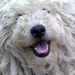 Profile Picture of Laura Splinter (@lauras9722) on Pinterest