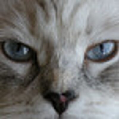 Profile Picture of Athena Mack (@KittnHead) on Twitter