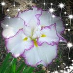 Profile Picture of Sherrie Thomas (@sherrie.thomas.4455) on Instagram