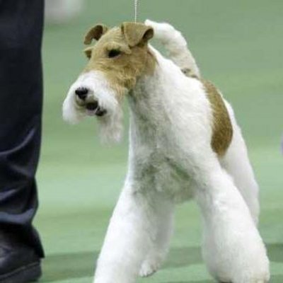 Profile Picture of James Greer (@SwanssenTweet) on Twitter