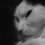 Profile Picture of Alexander Van Den Wijngaard (@alexvdw7) on Flickr