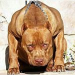 Profile Picture of davidjehle (@llkjui) on Instagram