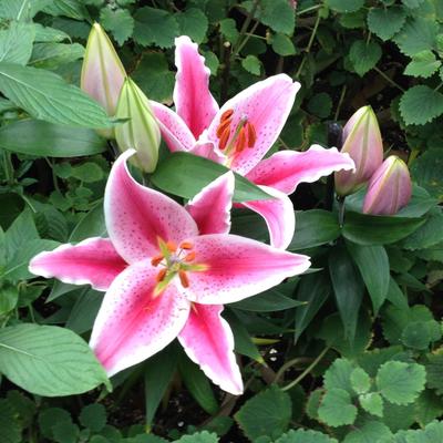 Deb Hughes - Twitter Profile Picture of Deb Hughes (@debkh77) on Twitter