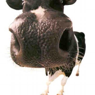 Profile Picture of Dairyresearch (@dairyresearch1) on Twitter
