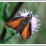 pete beard - Flickr Profile Picture of pete beard (@pete. #hwcp) on Flickr