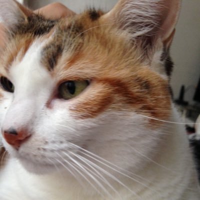 Profile Picture of Robin Hélène (@Lnrobin78) on Twitter