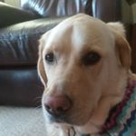 Profile Picture of Richard Bevis-Lacey (@bevislacey) on Instagram