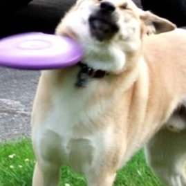 Profile Picture of Devin Ware (@The_Duck_Pug) on Twitter