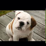 Profile Picture of Ava Yarbrough (@ava_loves_puppys18) on Instagram