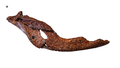 Profile Picture of Mekosuchus - Wikipediaon Wikipedia