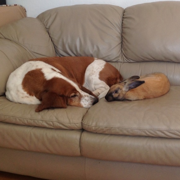 Profile Picture of Claudia Viscarra (@cv1980cwa) on Poshmark