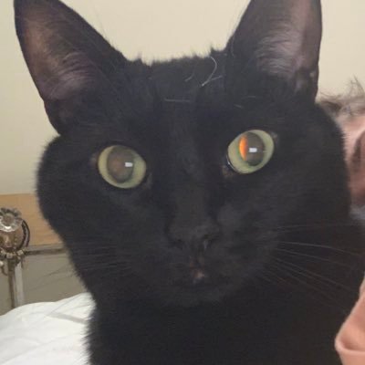 Profile Picture of Andrew Pisano (@AndrewPisano2) on Twitter