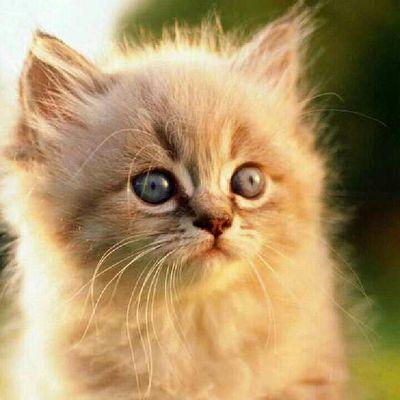 Profile Picture of Haley Brittonon Twitter