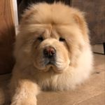 Profile Picture of Yuki (@yuki_the_chow_chow) on Instagram