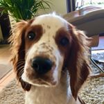 Profile Picture of Oliver‘s Kenneth of Stardom (@ben_the_springer) on Instagram