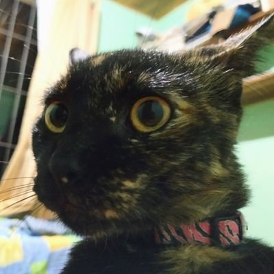Profile Picture of Andrés Cubero (@Cuberisimo) on Twitter