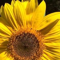 Profile Picture of Cindy Mauro (@cindy-mauro-1) on Quora