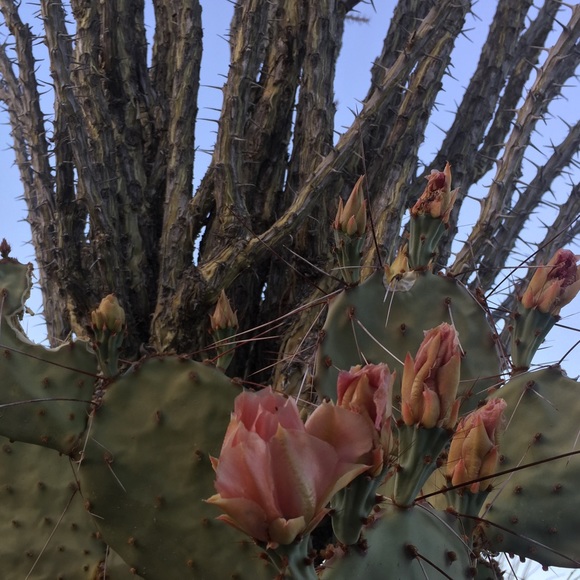 Profile Picture of Ann Boxwell (@amboxwell) on Poshmark