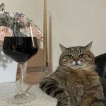 Profile Picture of sara giancola (@stellina.in.brodo) on Instagram