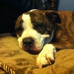 Profile Picture of SACTOWN ADOPTS/Marissa Barbero (@sactown.adopts) on Instagram