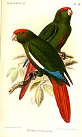 Profile Picture of Rose-crowned parakeeton Wikipedia