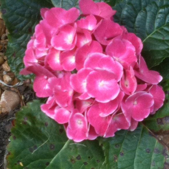 Profile Picture of Vera Leonard (@veraleo) on Poshmark