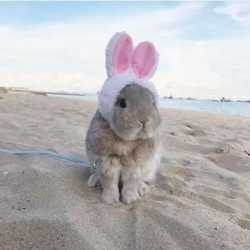 Profile Picture of   not a leo but | with Music... (@hcneybunnyy) on Tiktok