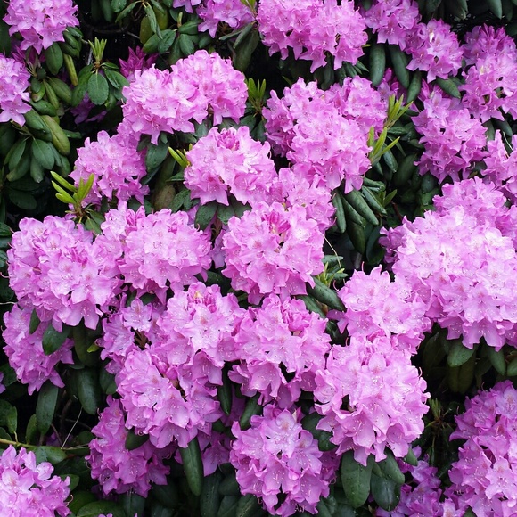 Profile Picture of Ayse Onaran (@she_moon) on Poshmark