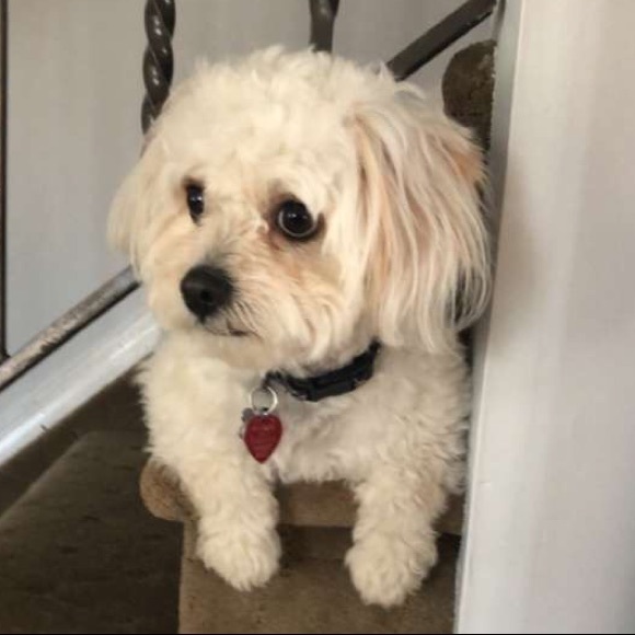 Profile Picture of Adrian Pacheco (@pacheckers123) on Poshmark