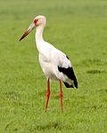 Profile Picture of Maguari storkon Wikipedia