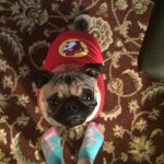 Profile Picture of Rileigh Tuttle (@pugs_harley) on Instagram