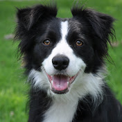 Profile Picture of Jessica Noll (@lunaandfriends214) on Youtube