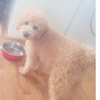 Profile Picture of Dexter doodle (@@dexter_doddle) on Tiktok