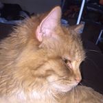 Profile Picture of Travis T. Ringwig (@travis.ringwig03) on Instagram