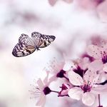 Profile Picture of Brittany Butterfly (@brittanybutterflyinteriors) on Instagram