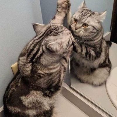 Profile Picture of Adrian Shin (@AdrianShin5) on Twitter