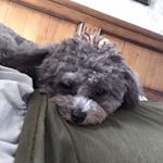 Profile Picture of Kevin Zhang (@kevin_zyc) on Instagram