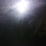 Profile Picture of jamal foreman (@isaiah.foreman) on Instagram